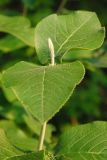 Viburnum lantana