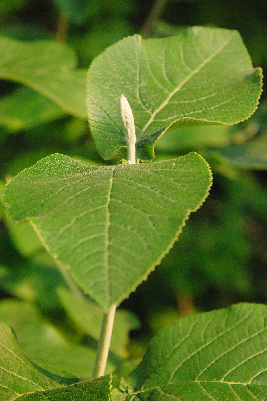 Image of Viburnum lantana specimen.