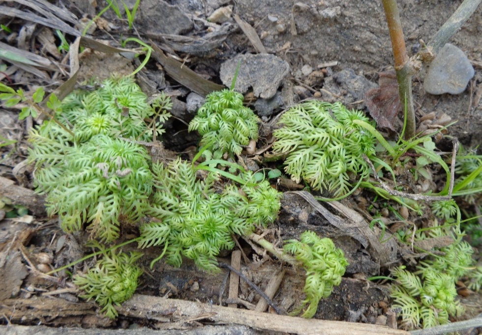 Изображение особи Hottonia palustris.