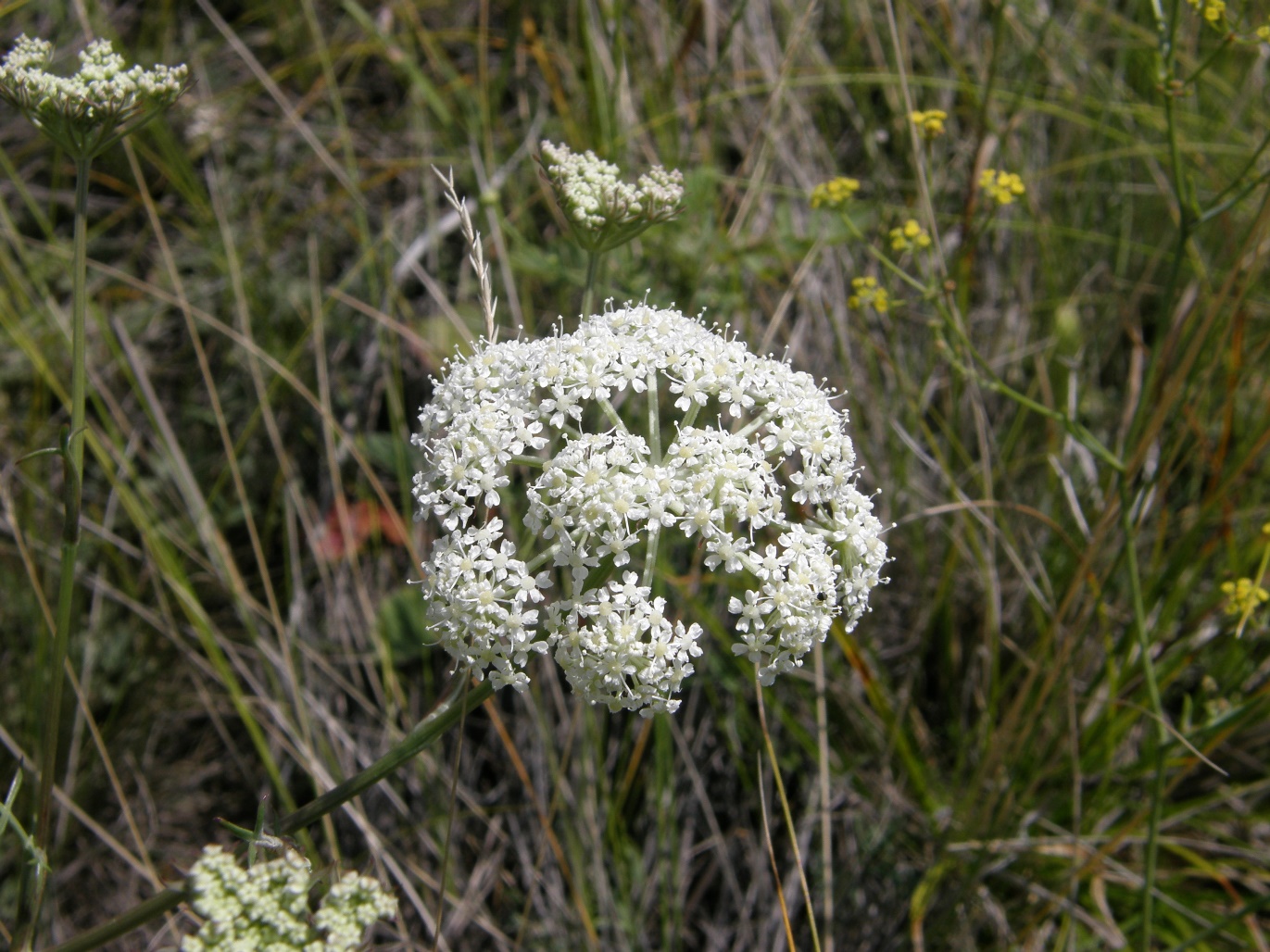 Изображение особи Kitagawia baicalensis.