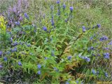 Gentiana asclepiadea