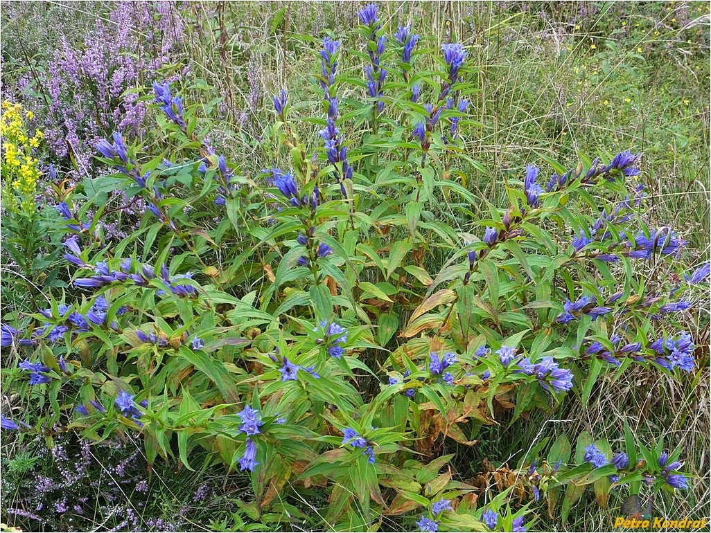 Image of Gentiana asclepiadea specimen.