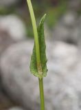 Rumex lapponicus