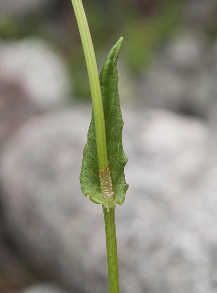 Изображение особи Rumex lapponicus.