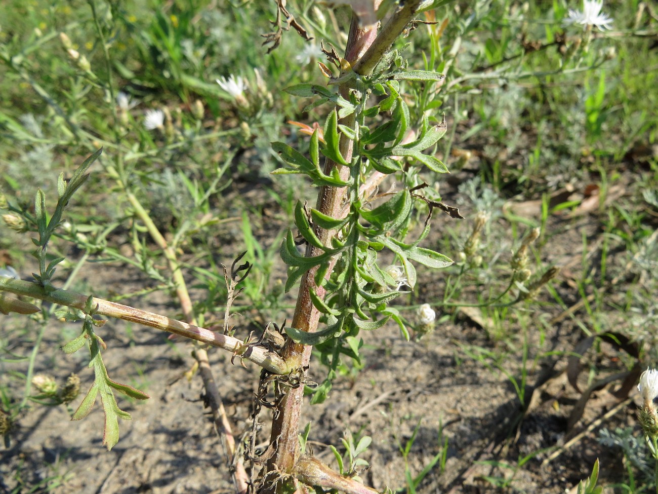 Image of Centaurea diffusa specimen.