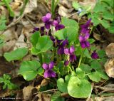 Viola odorata