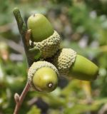 Quercus pubescens. Плоды и лист. Греция, Халкидики, Холомондас (Χολομώντας), ≈ 700 м н.у.м., обочина грунтовой дороги. 24.09.2017.