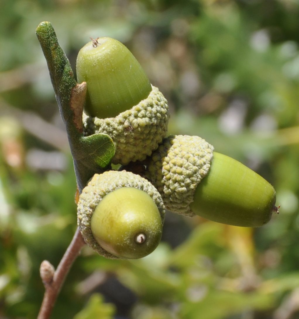 Изображение особи Quercus pubescens.