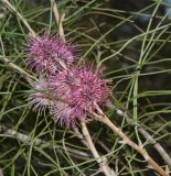 Hakea scoparia