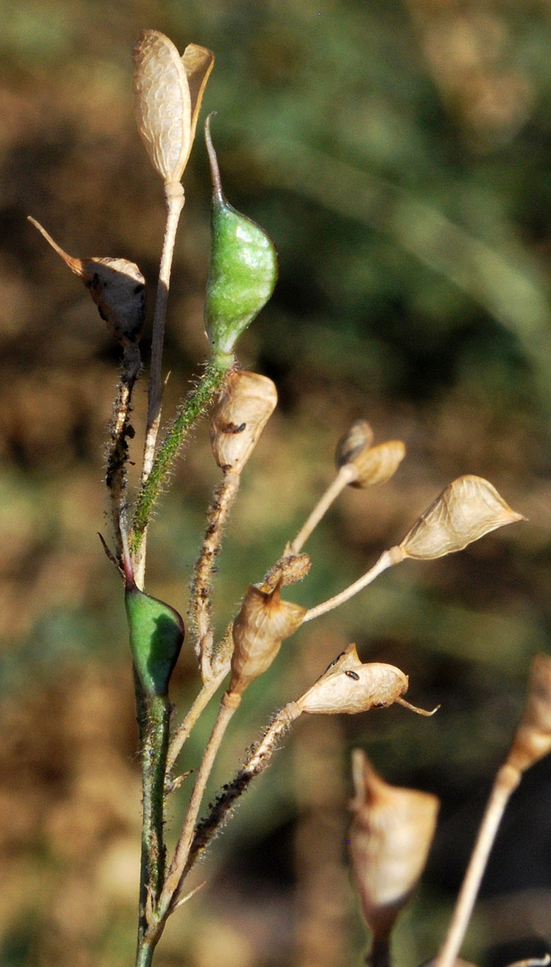 Image of Delphinium barbatum specimen.