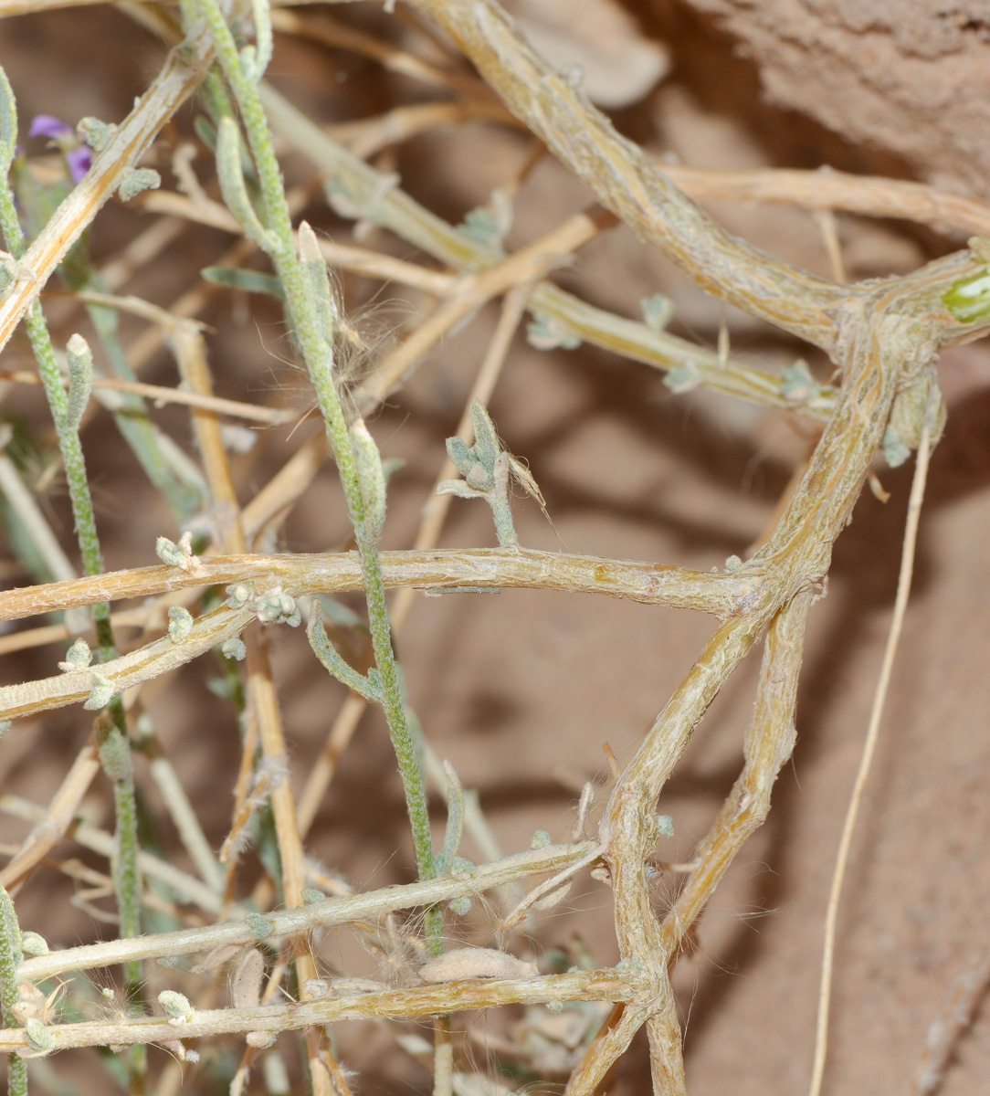 Image of Eremobium aegyptiacum specimen.