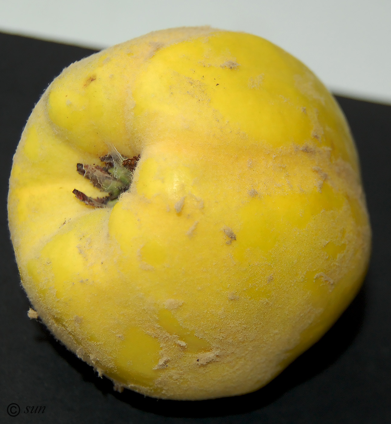 Image of Cydonia oblonga specimen.