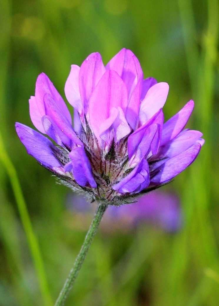 Image of Psoralea bituminosa ssp. pontica specimen.