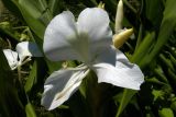 Hedychium coronarium. Цветок. Грузия, Аджария, с. Мцване-Концхи, Батумский бот. сад. 08.09.2017.