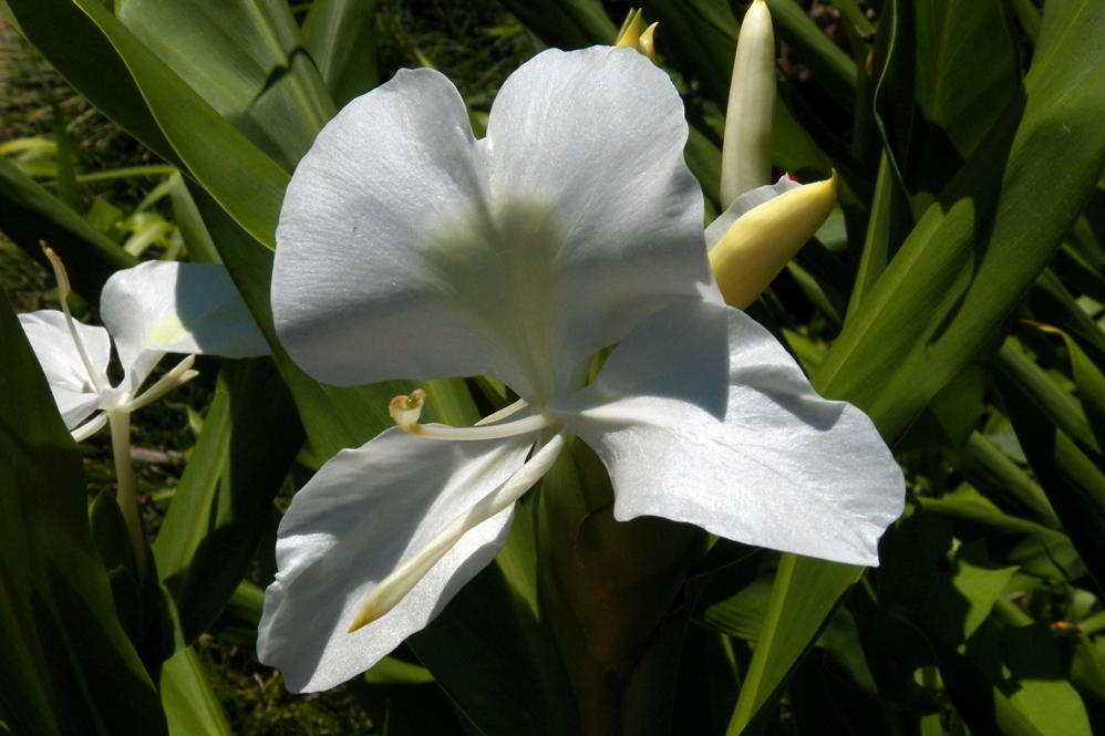 Image of Hedychium coronarium specimen.