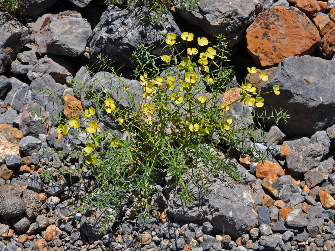 Изображение особи Euphorbia pamirica.