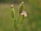 Silene aprica
