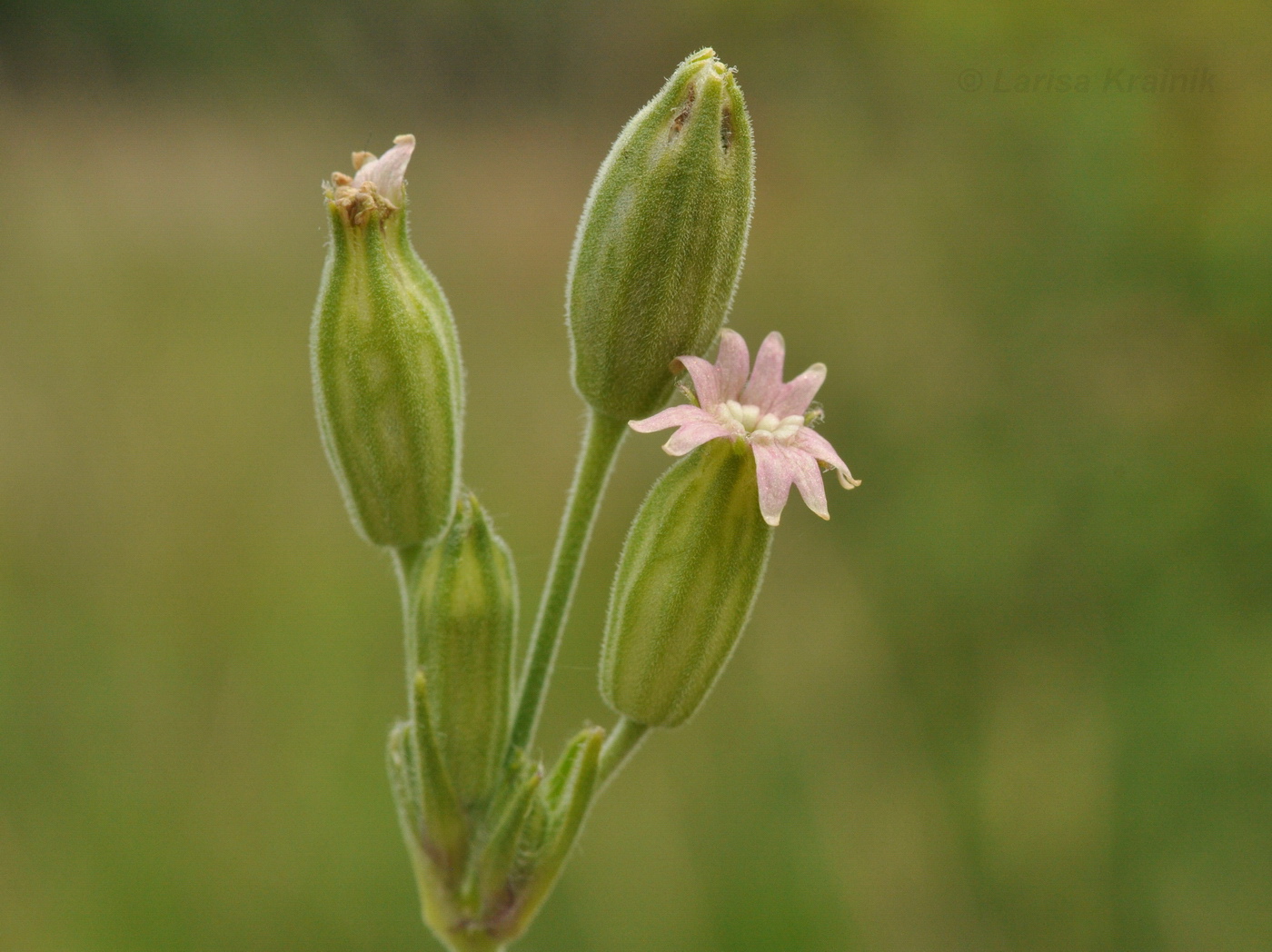 Image of Silene aprica specimen.