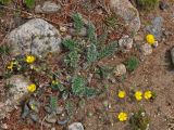 Potentilla sericea. Цветущее растение. Монголия, аймак Уверхангай, восточные отроги хребта Хангай, верховья р. Улаан Гол, ≈ 2000 м н.у.м., каменистый склон. 03.06.2017.