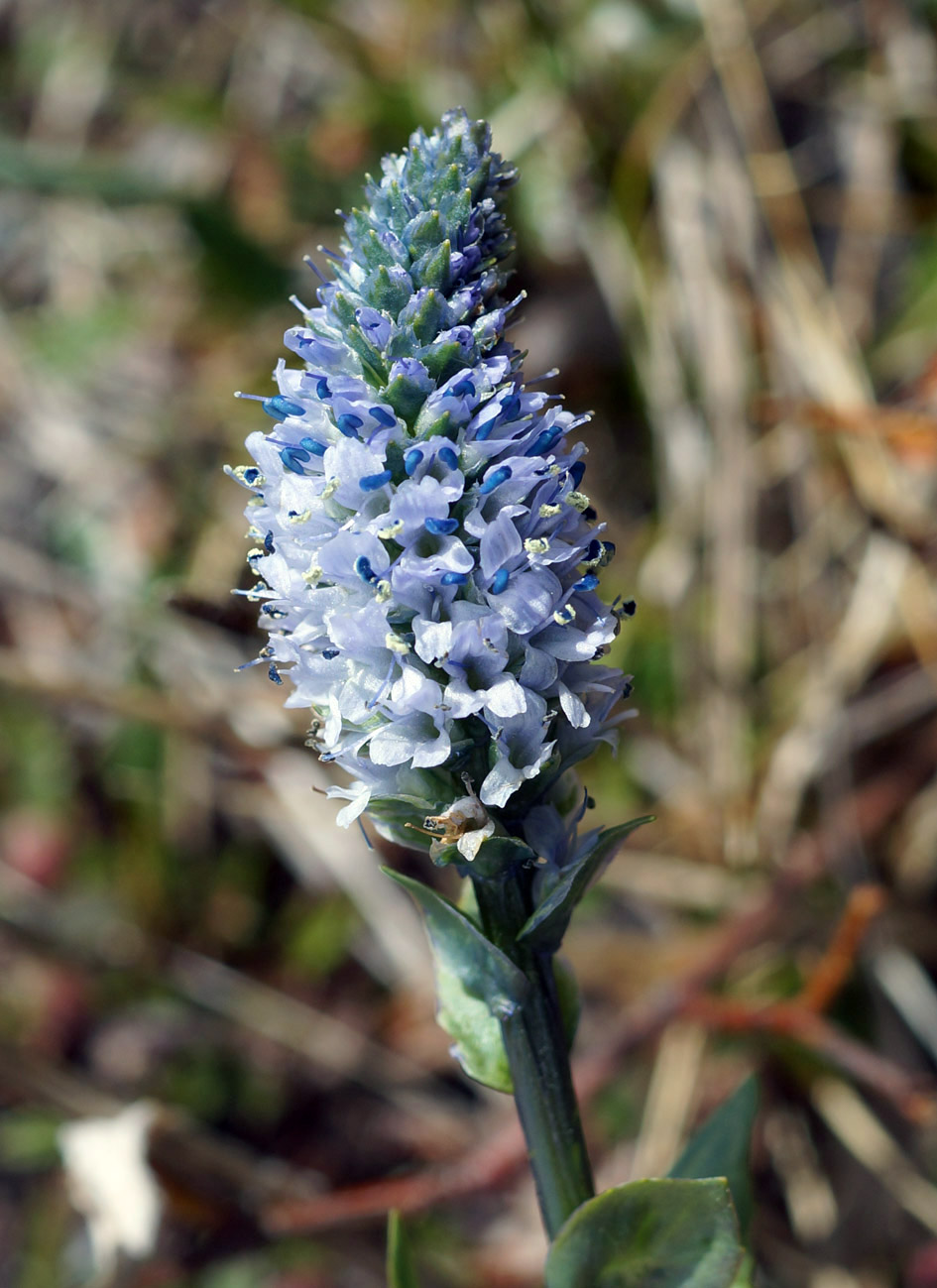 Image of Lagotis minor specimen.