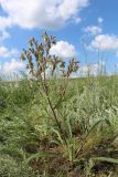 Onosma polychroma