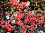 Cladonia deformis. Подеции с апотециями. Коми, Интинский р-н, Приполярный Урал, хр. Малдынырд, левый борт долины руч. Алькесвож, устье руч. Туфовый, береговой обрыв, мохово-кустарничковая тундра. 13.07.2010.