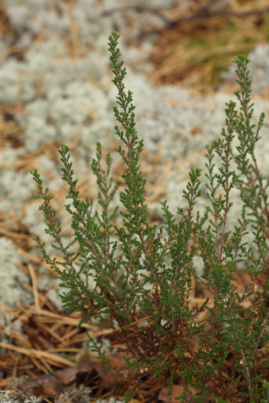 Image of Calluna vulgaris specimen.