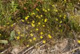 Ranunculus reptans