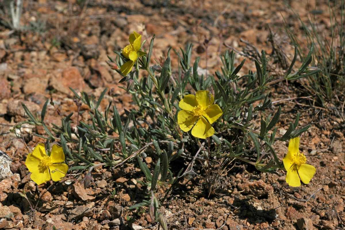 Image of Helianthemum songaricum specimen.