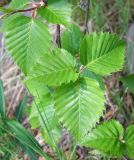 Betula lanata. Листья. Магаданская обл., окр. г. Магадан, побережье бухты Нагаева, Морпортовская сопка, каменноберезняк. 16.06.2017.