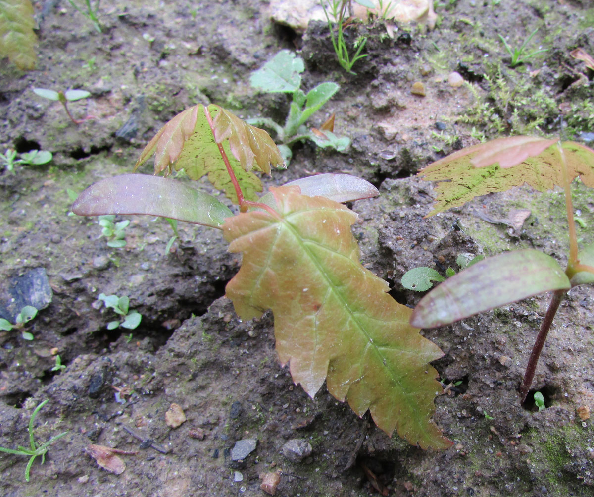 Image of Acer circinatum specimen.