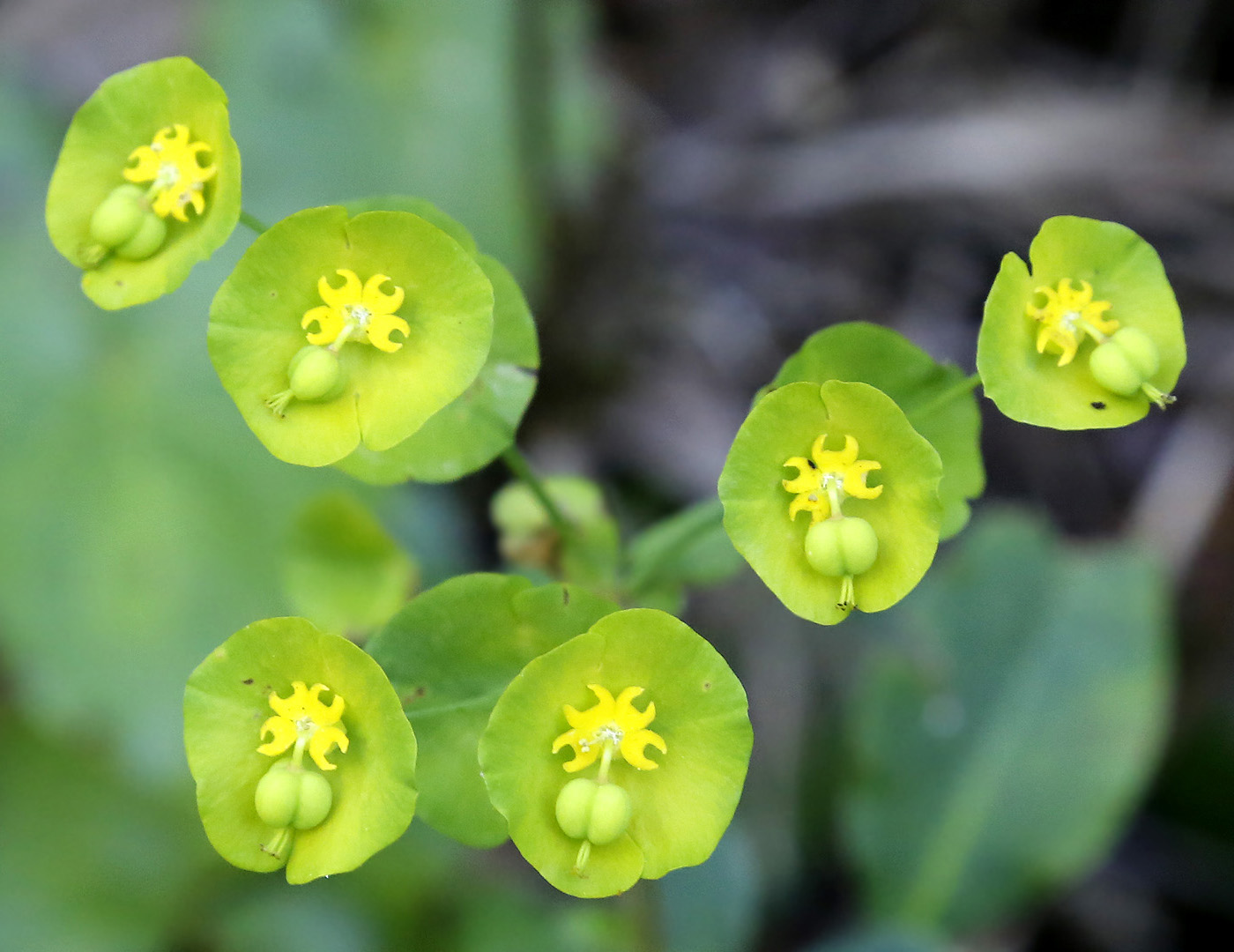 Изображение особи Euphorbia amygdaloides.