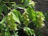 Carpinus orientalis. Ветвь с соплодиями. Крым, Байдарская долина. 21 мая 2010 г.