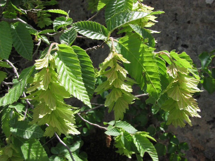 Изображение особи Carpinus orientalis.