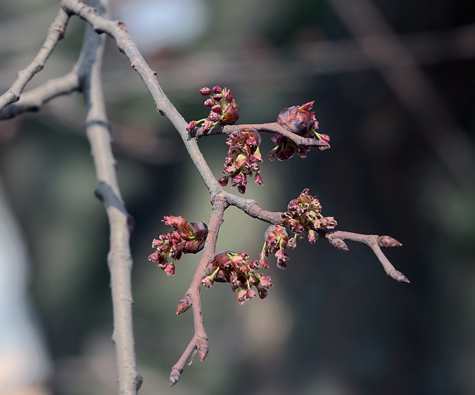 Изображение особи Ulmus laevis.