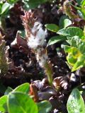 Salix khokhriakovii