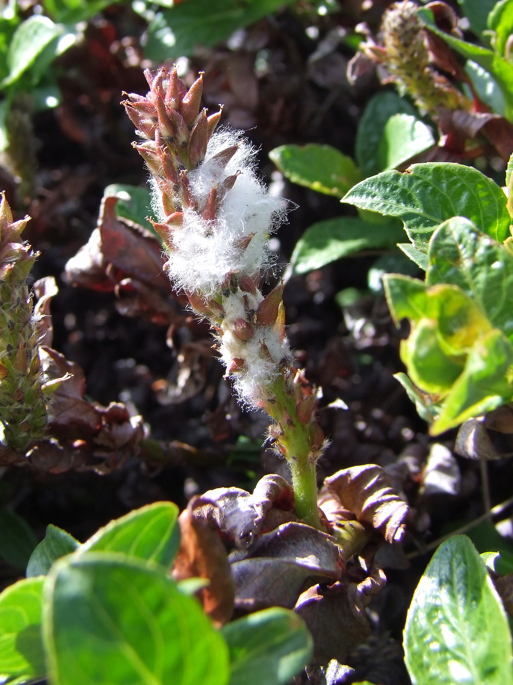 Image of Salix khokhriakovii specimen.