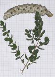 Melaleuca elliptica. Верхушка ветки и соплодие. Израиль, Шарон, пос. Кфар Монаш, ботанический сад \"Хават Ганой\". 23.06.2015.