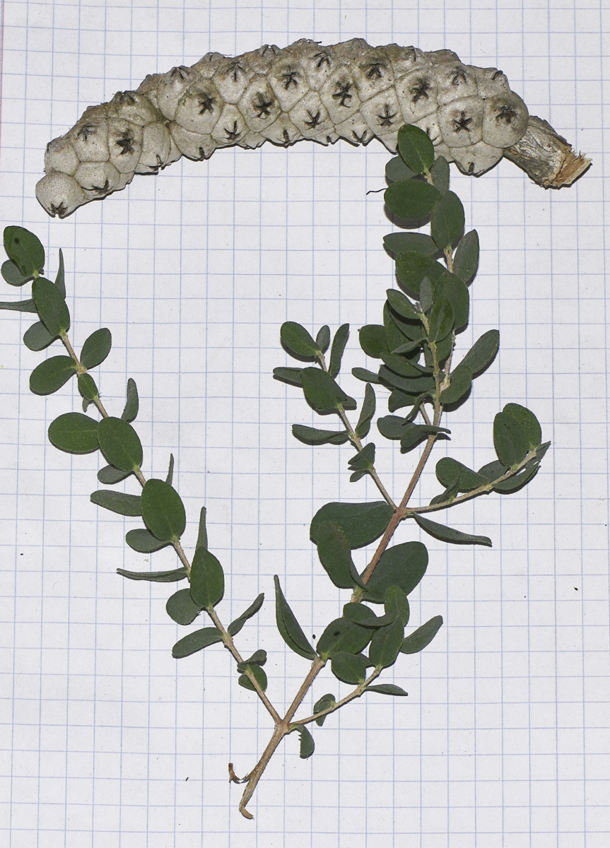 Image of Melaleuca elliptica specimen.