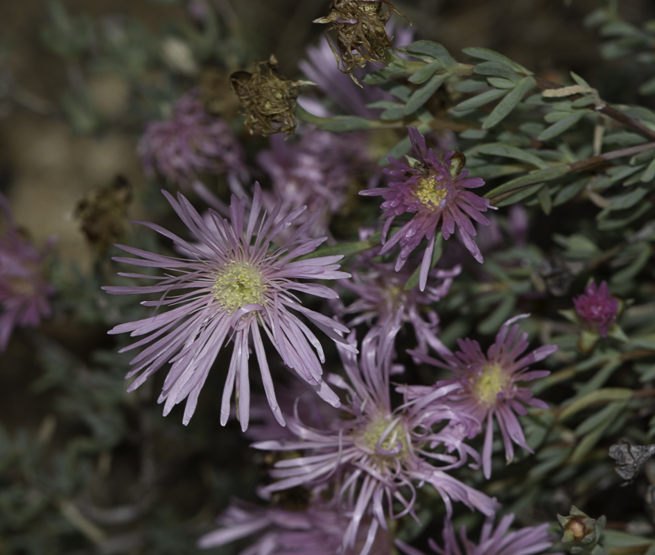 Image of Lampranthus falcatus specimen.