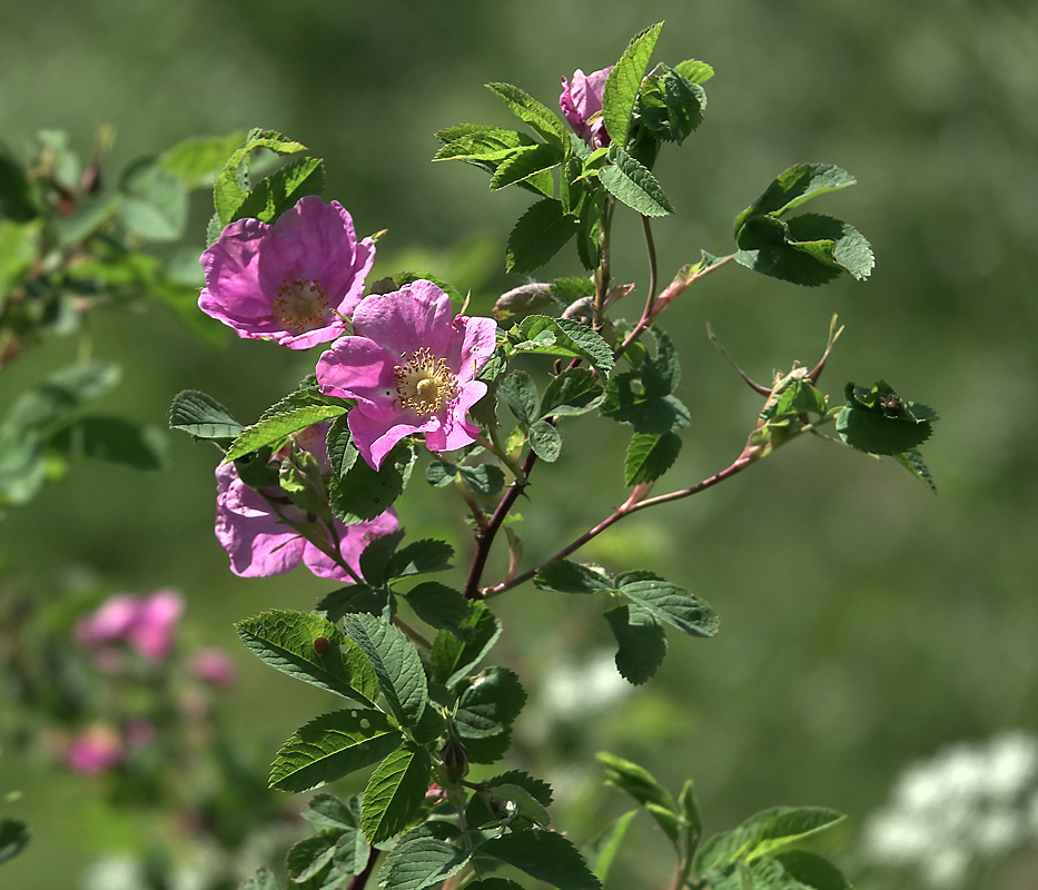 Изображение особи Rosa cinnamomea.