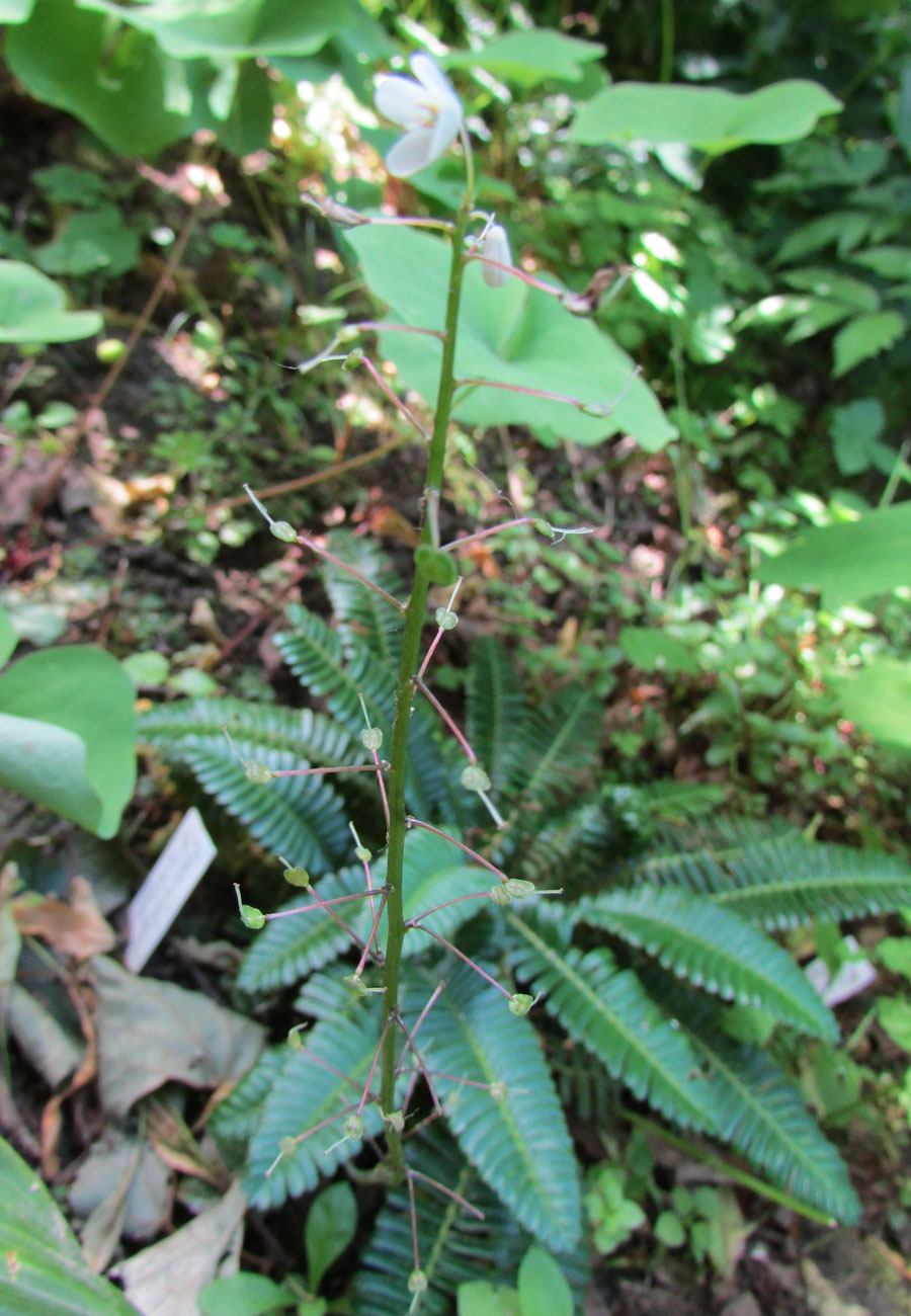 Image of Pteridophyllum racemosum specimen.