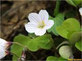 Oxalis acetosella