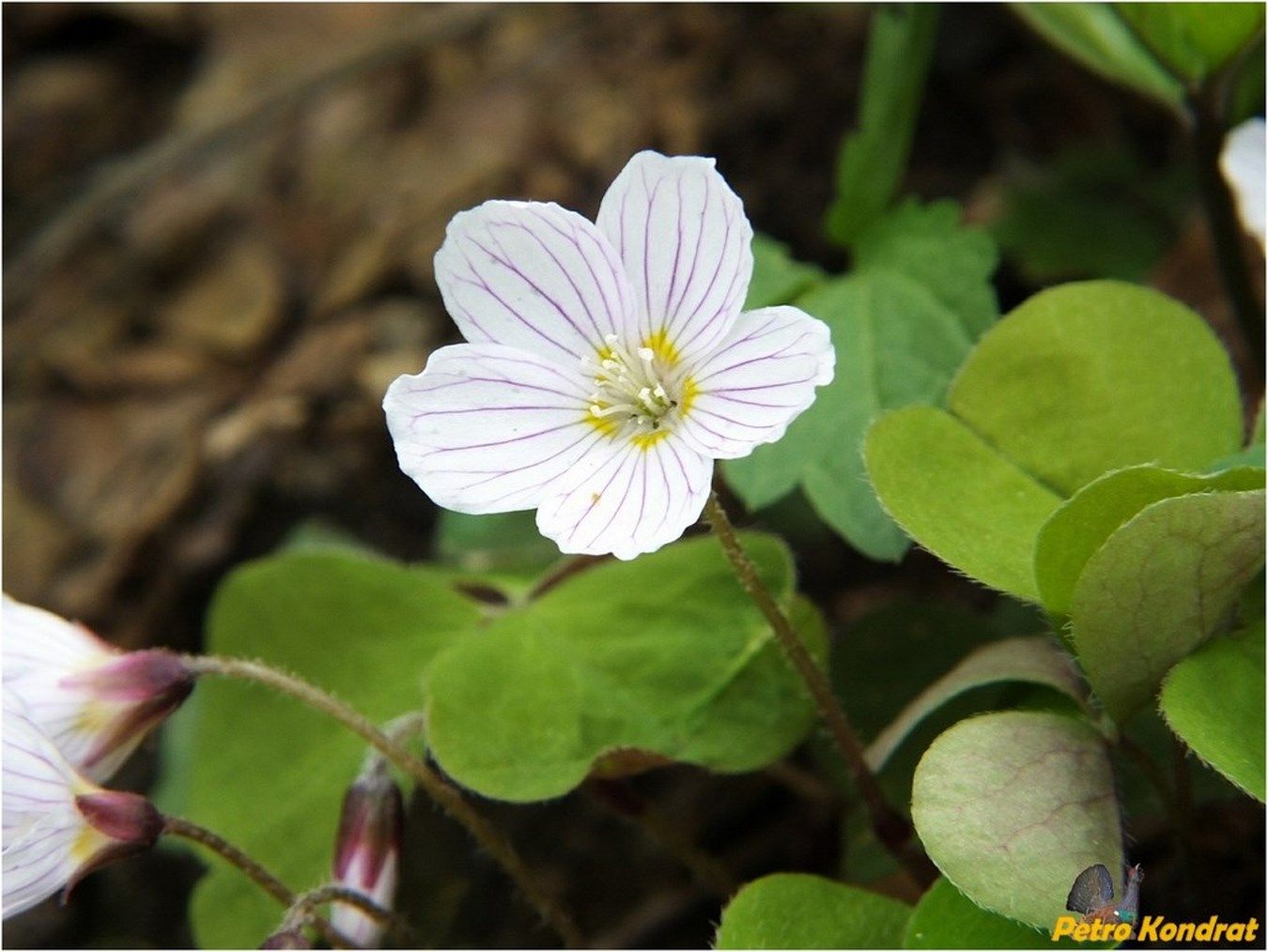 Изображение особи Oxalis acetosella.