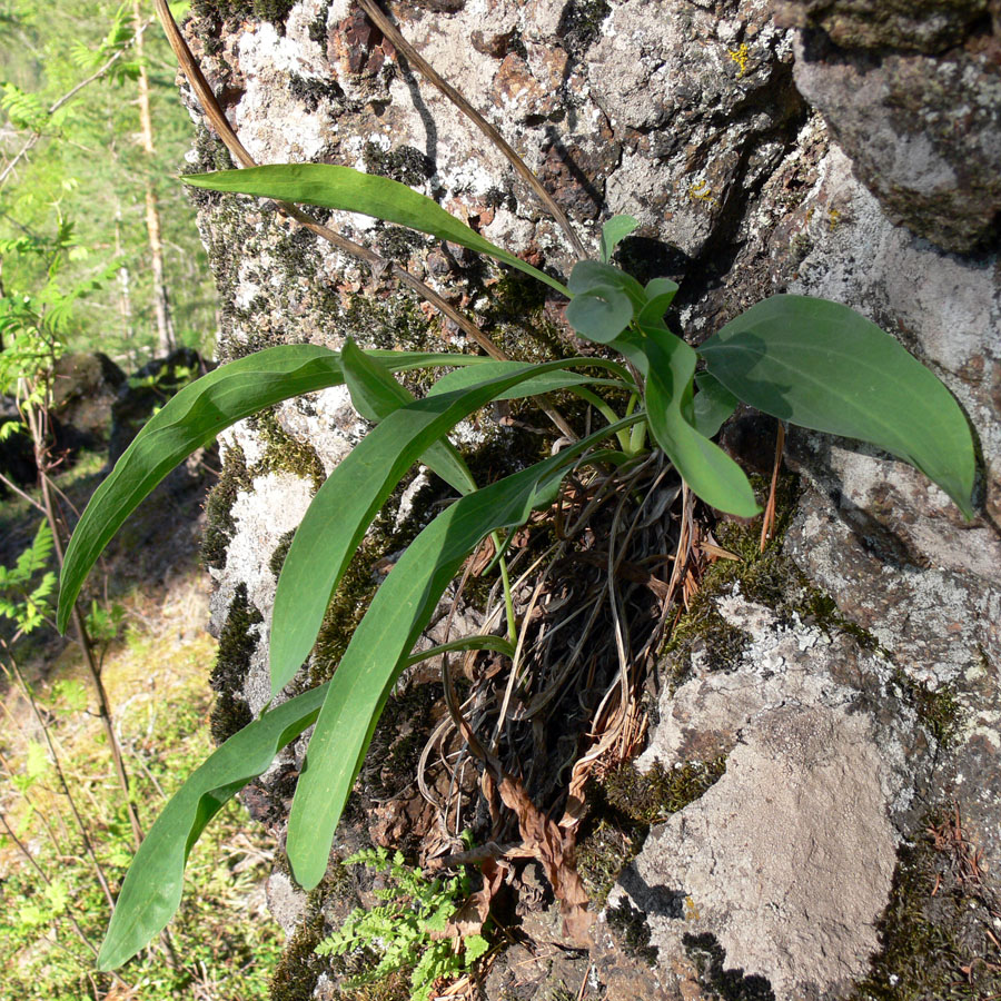 Изображение особи Scorzonera glabra.