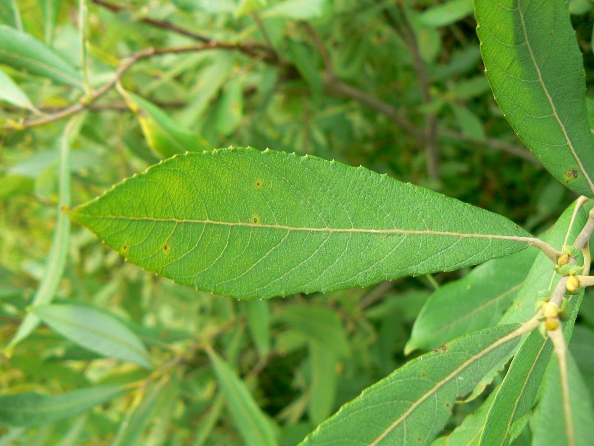 Изображение особи Salix cinerea.