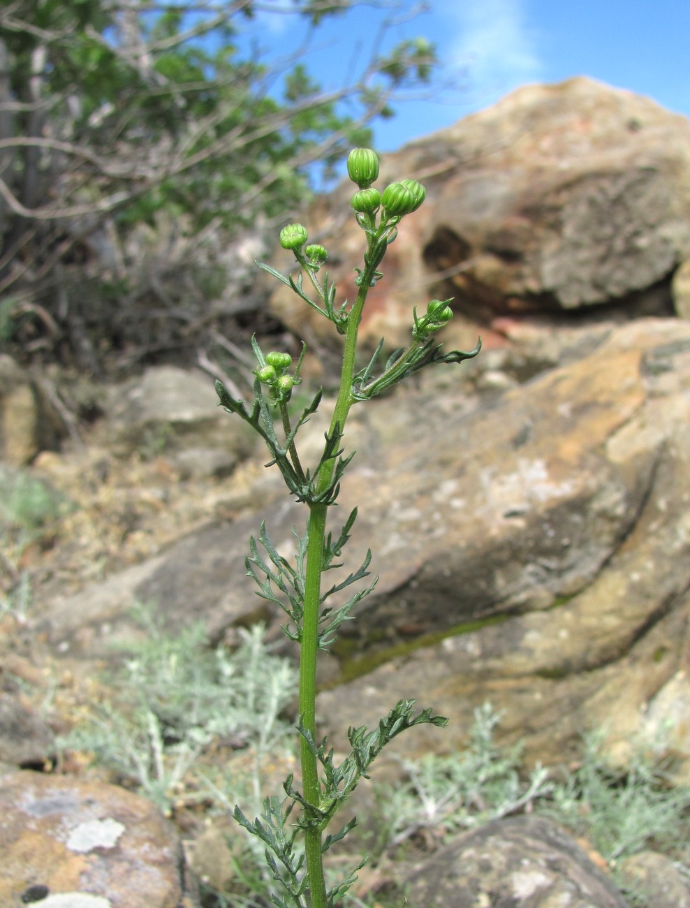 Изображение особи Senecio jacobaea.