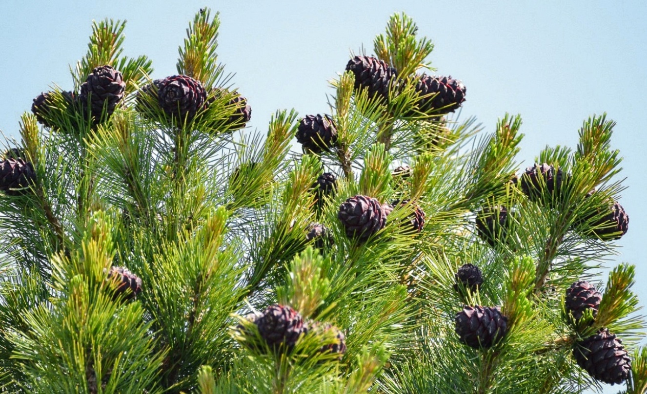 Изображение особи Pinus sibirica.