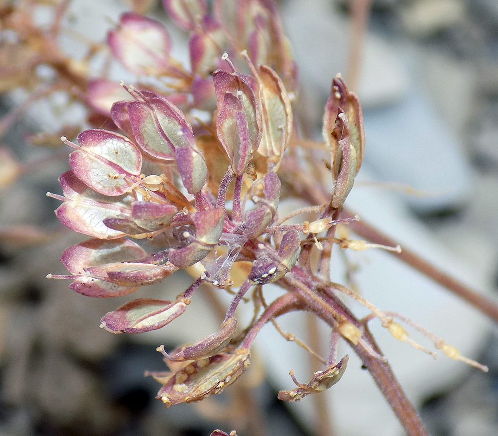 Image of Iberis simplex specimen.