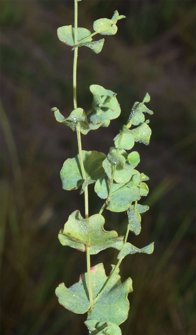 Изображение особи Limonium reniforme.